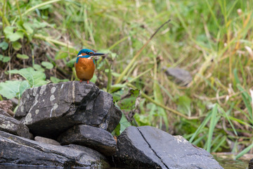 Eisvogel