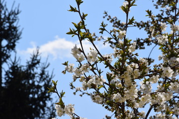 spring cherry blossom