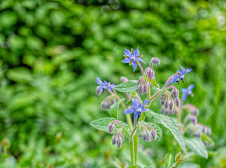blue flowers on green background