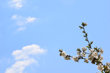 spring cherry blossom