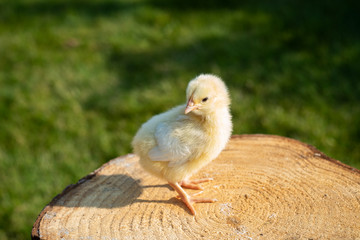 Little chick
