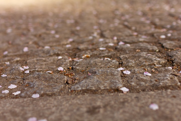 毛馬桜ノ宮公園の地面に散った桜の花びら