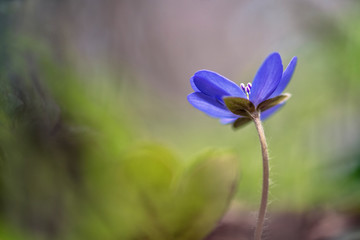 Hepatica (liverleaf or liverwort)