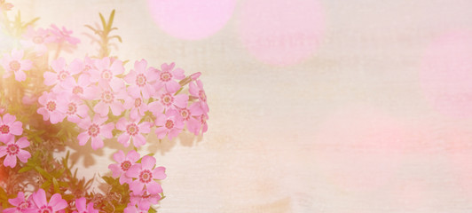 Pink flowers with lens flares and copy space