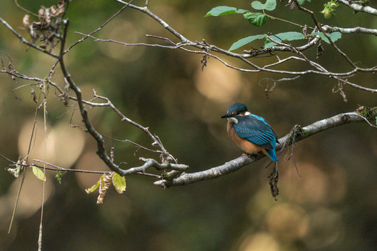 Eisvogel
