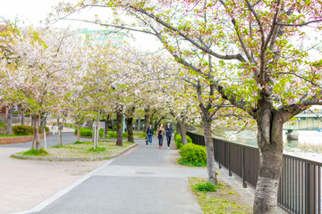 葉桜の毛馬桜之宮公園
