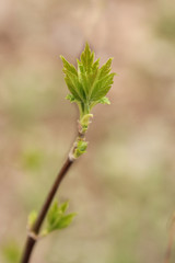 Ash branch with buds and young leaves