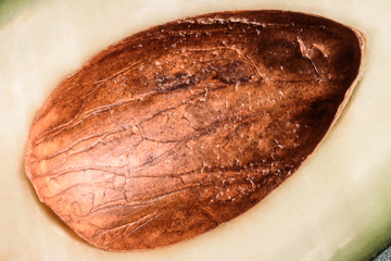 Close up of texture avocado