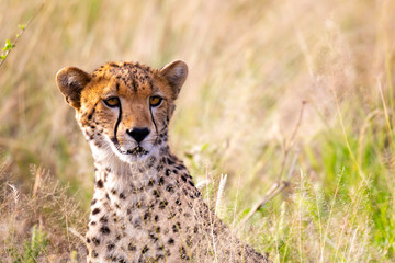 A portrait of a cheetah in the grass landscape