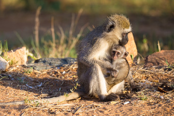 A monkey with a baby monkey in the arm