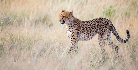 A portrait of a cheetah in the grass landscape