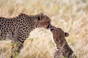 Two cheetahs brush each other after the meal