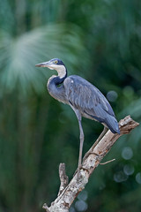 Black-headed heron (Ardea melanocephala)