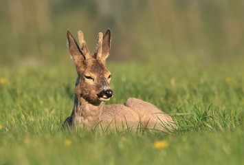 Roe deer lying on the blooming meadow. deer in the spring landscape. Capreolus capreolus, chewing green leaves. Wildlife scene from spring nature. 