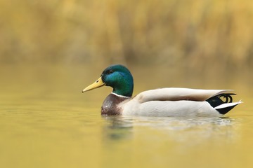Beautiful male mallard floats in water. Wildlife scene from nature. Mallard in the nature habitat. Anas platyrhynchos.