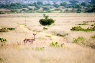 An antelope stands in the grass and looks into the distance