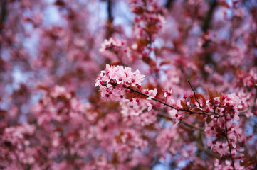 Rosa Kirschblüten im Frühling
