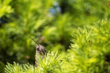 Portrait of an Anacridium Aegyptium or Egyptian locust appearing from the meddle of a green tree. This insect is one of the largest European grasshoppers.