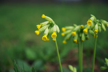 Echte Schlüsselblume (Primula veris) im Frühling (Nahaufnahme)