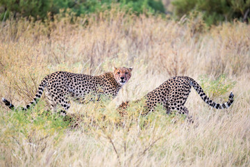 Cheetahs eating in the middle of the grass