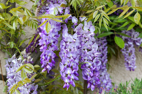 Blossoming violet wisteria flowers with young spring green leaves on the house wall, close-up.