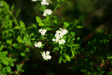 Weiße Blüten vor dunkelgrünem Bokeh