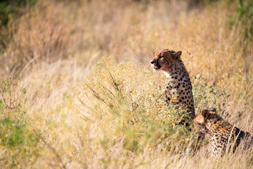 Cheetahs eating in the middle of the grass
