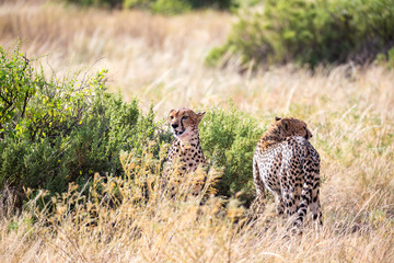 Cheetahs eating in the middle of the grass