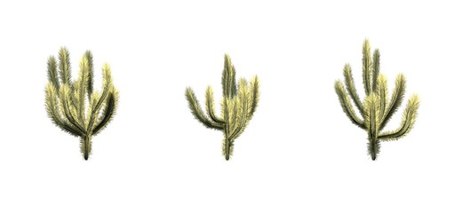 Set of Cholla cactus - isolated on a white background