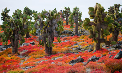 Prickly pear cactus on the island. The Galapagos Islands. Ecuador