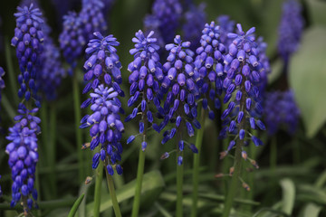 Grape hyacinth (Muscari armeniacum)