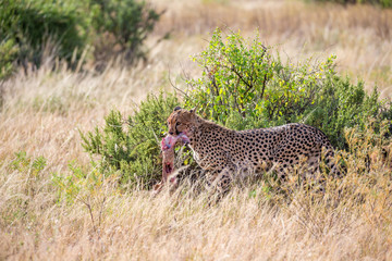 Cheetahs eating in the middle of the grass