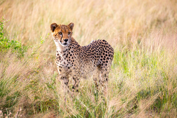 Naklejka premium A portrait of a cheetah in the grass landscape