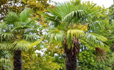Palm trees in the park. Subtropical climate