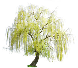weeping willow in spring isolated on a white background. weeping willow isolate on a white background. White Willow (Salix Alba) isolated on white background - obrazy, fototapety, plakaty