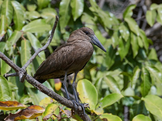 Hamerkop (Scopus umbretta)