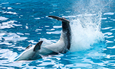 Dolphin's tail over the water