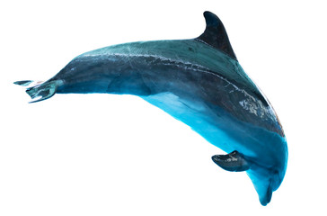 Dolphin isolated on white background