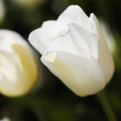 Fototapeta premium Beautiful bouquet of tulips nature background.