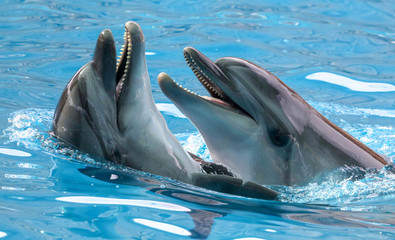 Two dolphins cuddle in the water
