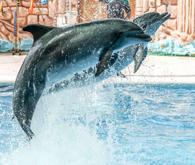 Two dolphins jumping from the pool in the park
