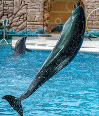 Dolphin jumps from the pool in the park