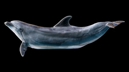 Dolphin isolated on black background