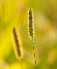 Spikes on the grass in nature as a background