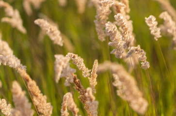 Spikes on the grass in nature as a background