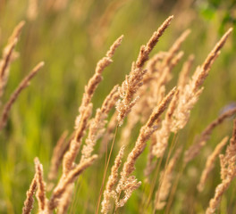 Obraz premium Spikes on the grass in nature as a background
