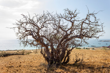Fototapeta na wymiar Old tree Benguela in Angola