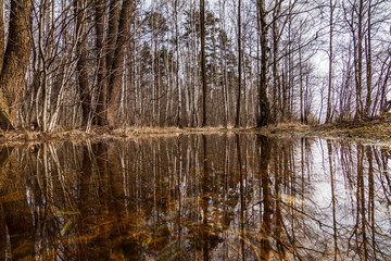 spring forest reflection