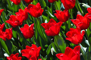 Beautiful bouquet of tulips nature background.