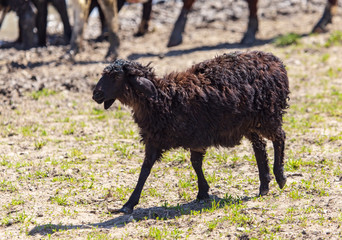 Sheep graze in the meadow in spring